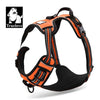 Orange (496_100014066)